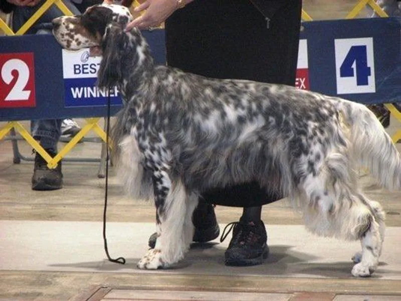 Blu'Star English Setters