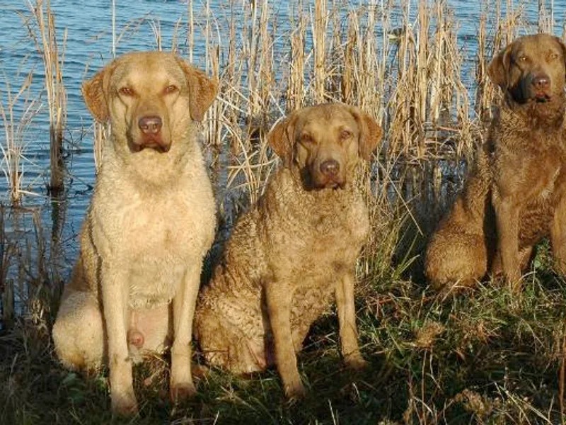 Blucollar Chesapeakes