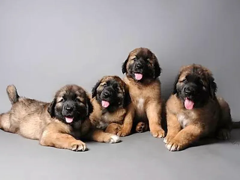 BluDrift Leonbergers