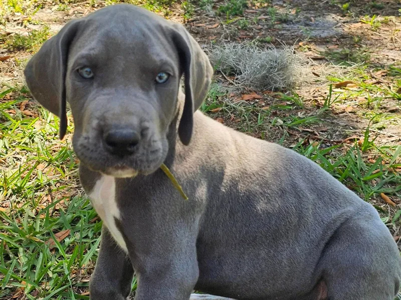 Blue Angel Great Danes