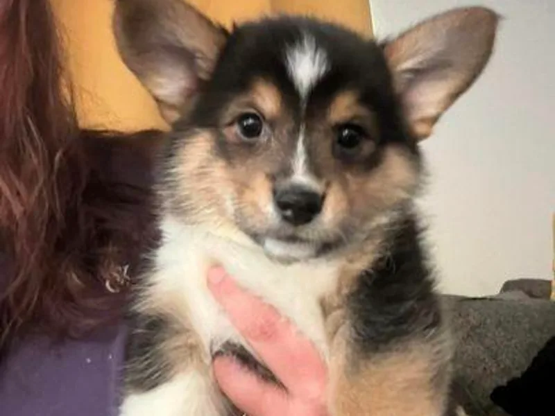 Blue Angel Kennels