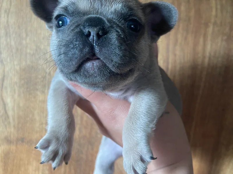 Blue Apple Frenchies