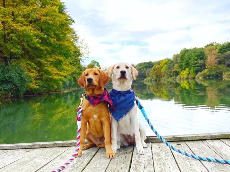 Blue Bandana Retrievers