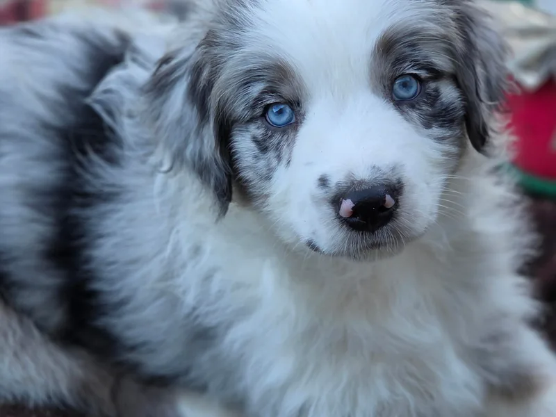 Blue Barn Aussies