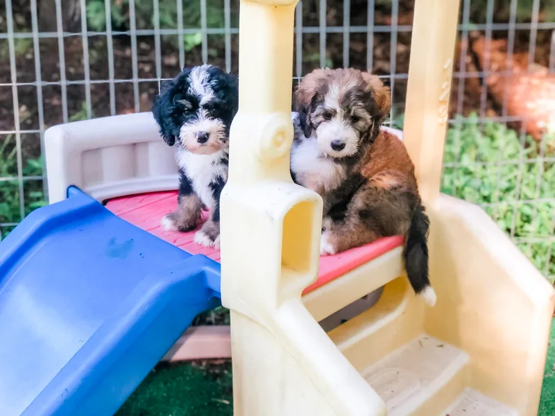 Blue Bell Bernedoodles