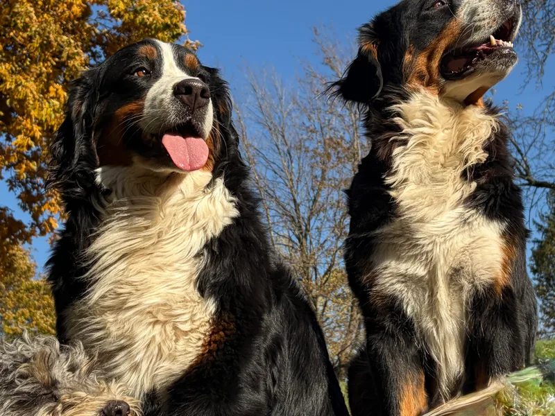 Blue Belle Hills Bernedoodles