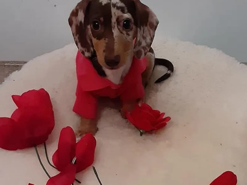 Blue Bird Doxie's