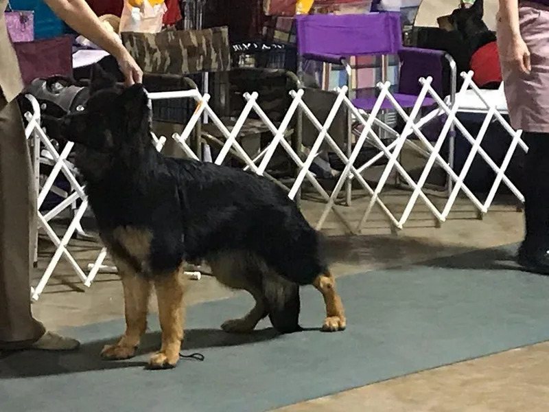 Blue Blood Haus German Shepherds