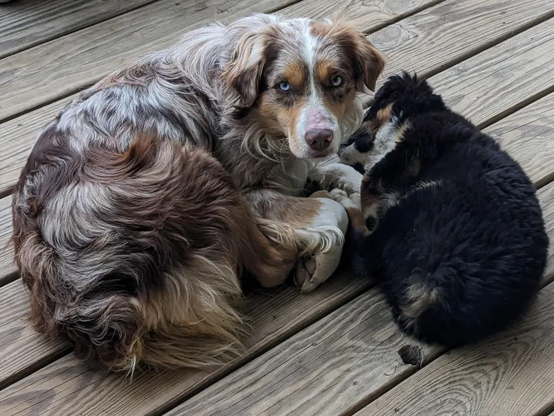 Blue Blood Mini Aussies