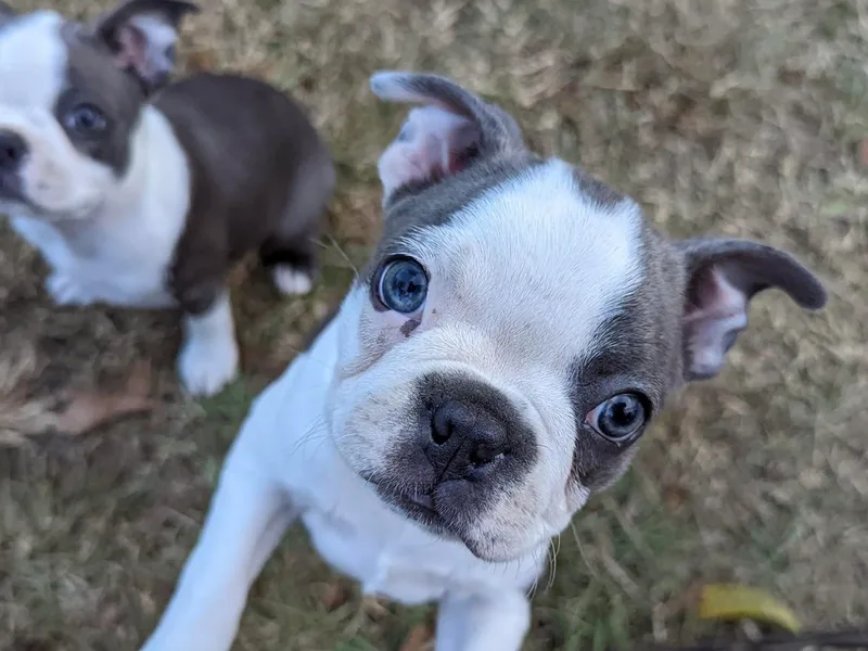 Blue Boston's of Bayou Chicot