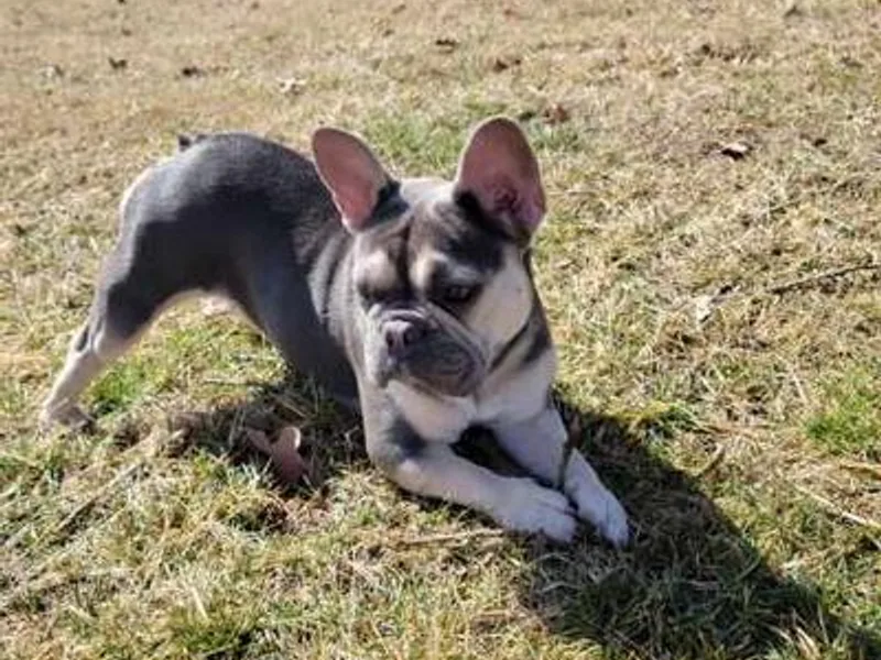 Blue Bully Farm LLC.