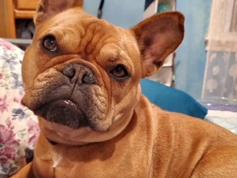 Blue Church Bulldogs