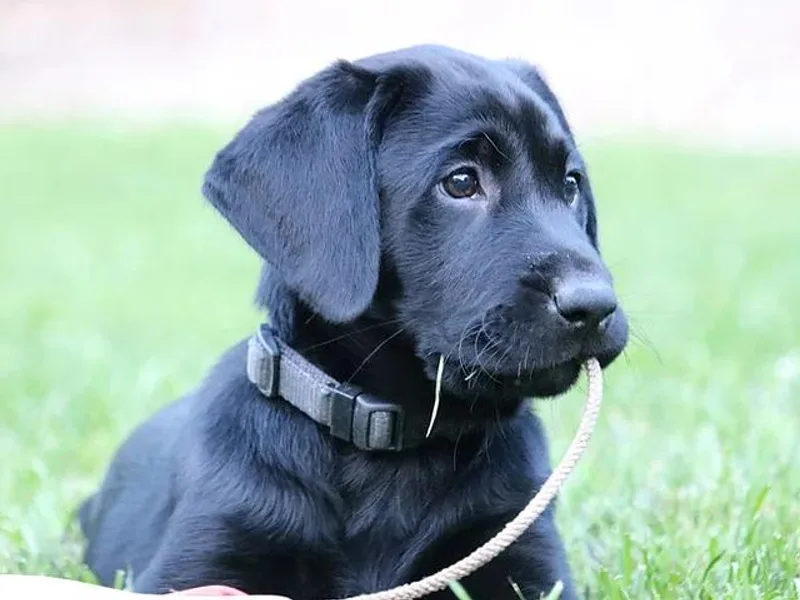 Blue Clay Kennels, LLC.