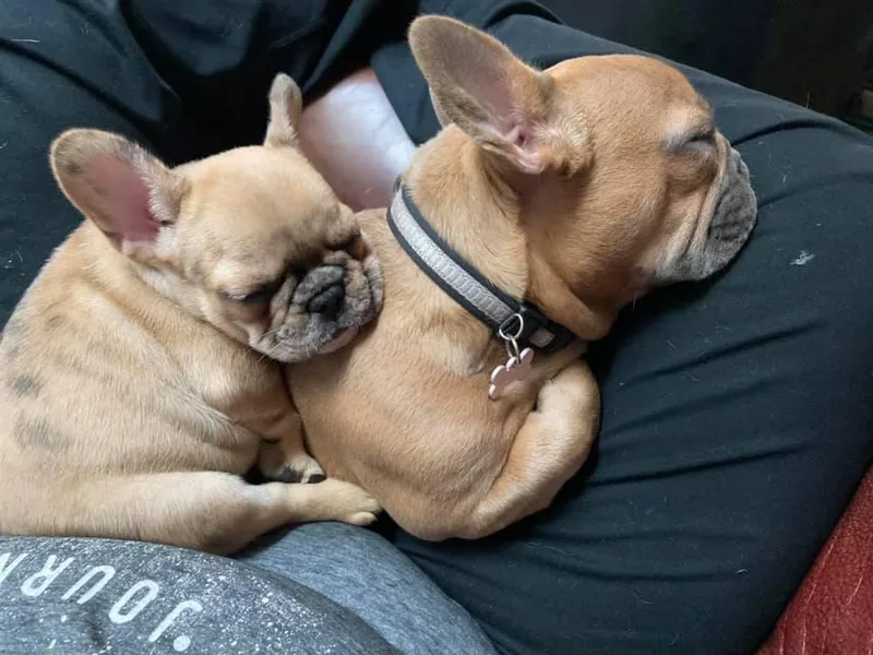 Blue Coast Bulldogs