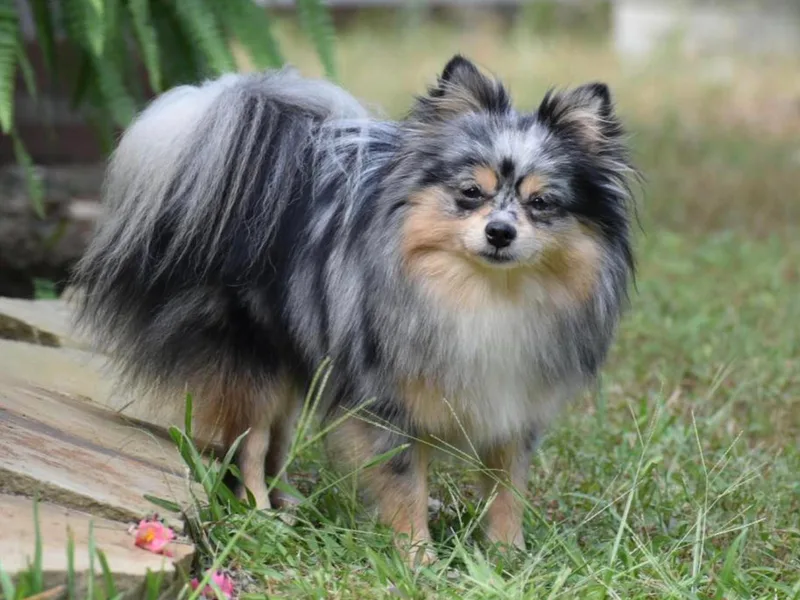 Blue Cottage Pomeranians