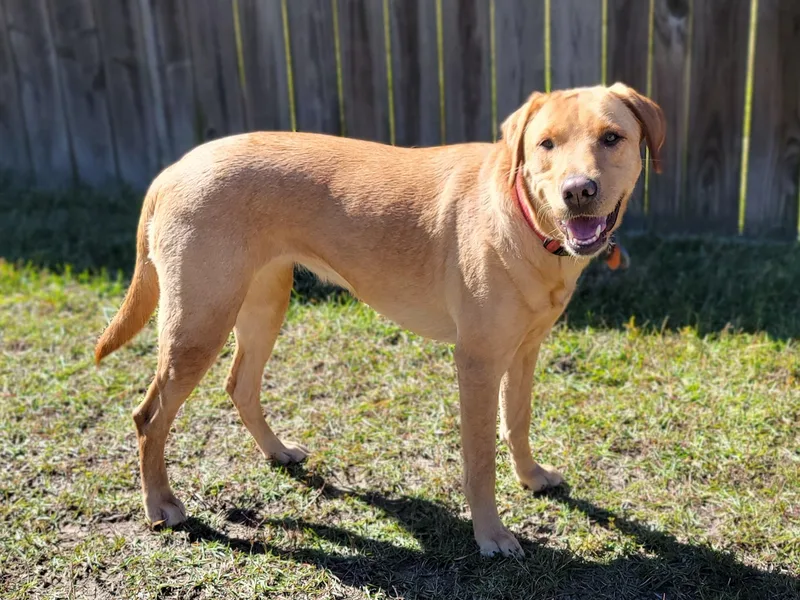 Blue Creek Labradors