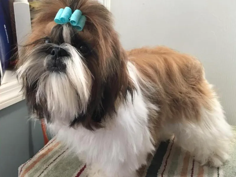 Blue Creek Montana Shih Tzu