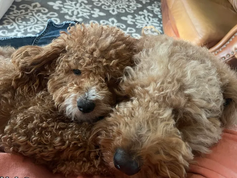 Blue Creek Poodles and Doodles