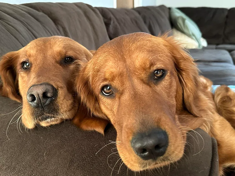 Blue Creek Retrievers
