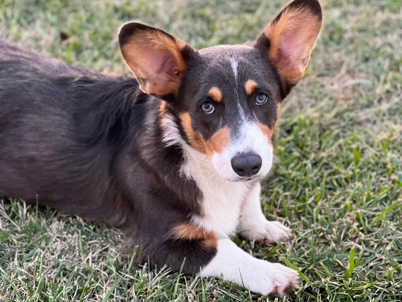 Blue Diamond Corgi’s
