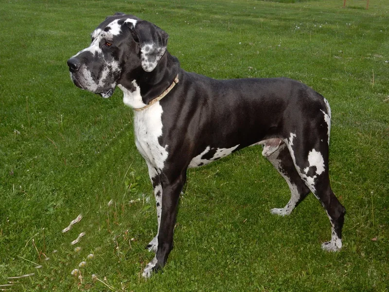 Blue Diamond Danes