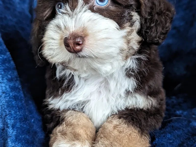 Blue Diamond Puppies