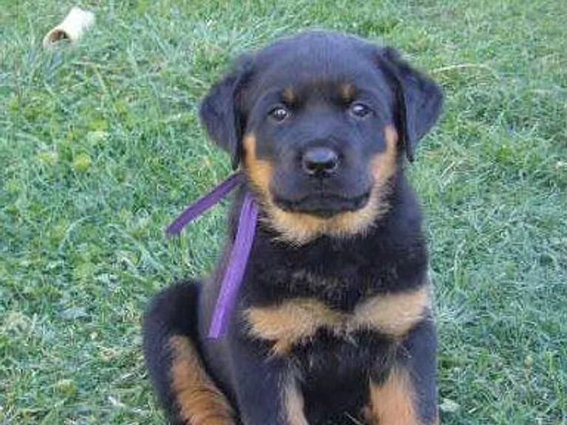 Blue Diamond Rottweilers