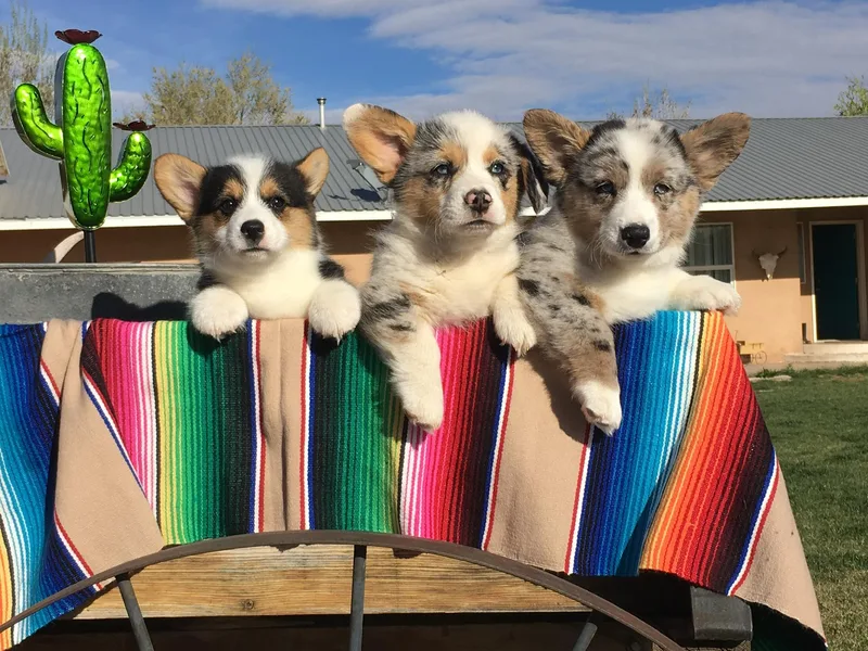 Blue Diamond Welsh corgis