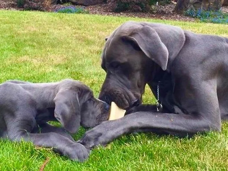 Blue Envy Great Danes