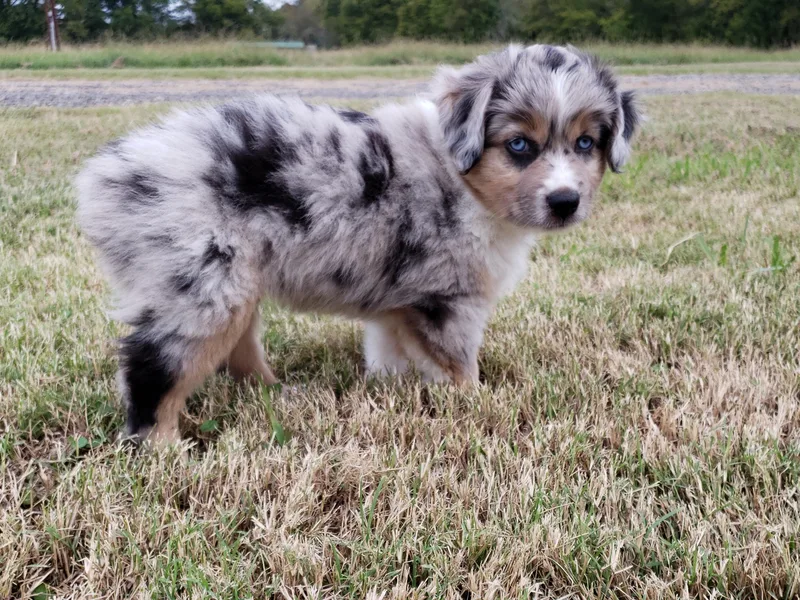 Blue Envy Mini Aussies