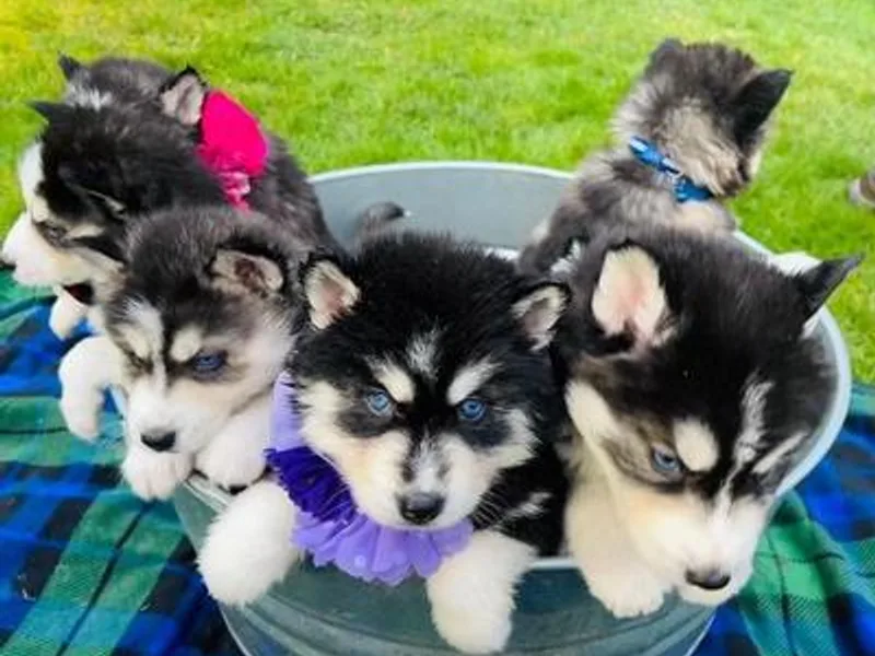 Blue eyed Huskies