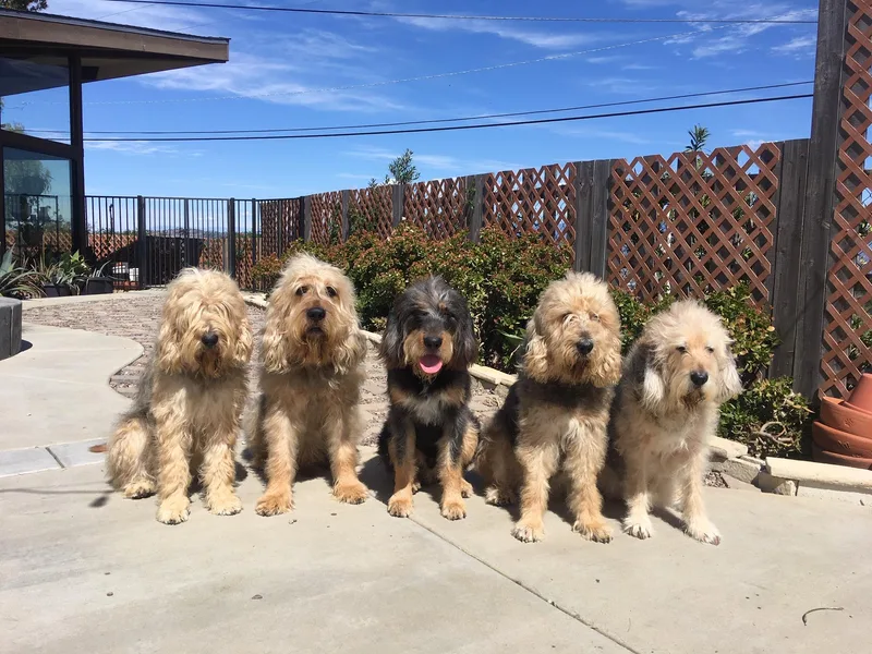 Blue Fairy Otterhounds photo 1