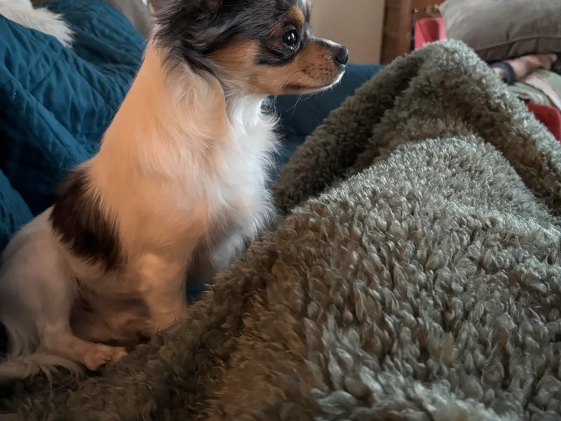 Blue Grass Valley Chihuahuas