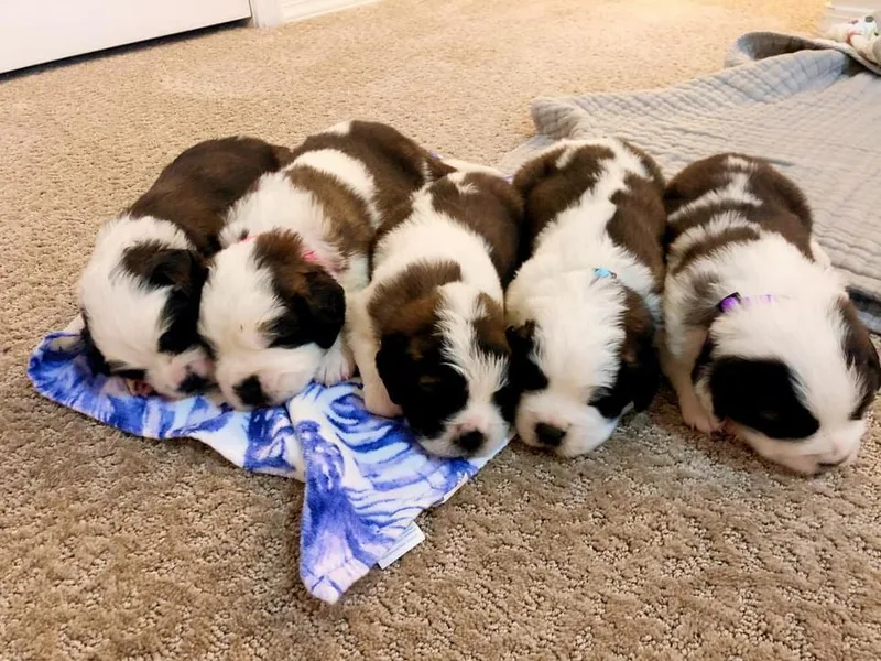 Blue Heart Kennel