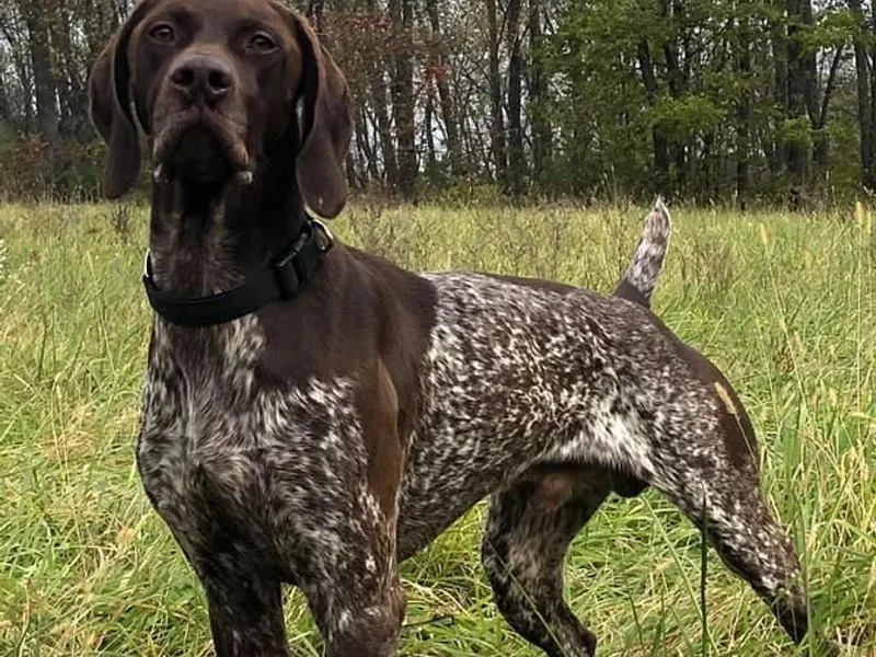 Blue Hill Gun Dogs