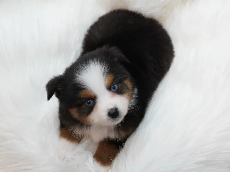 Blue Hue Aussies