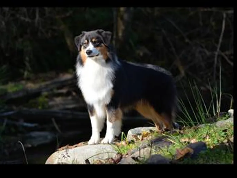 Blue Isle Aussies
