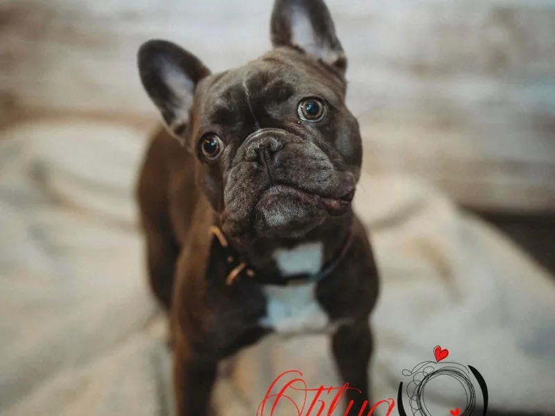 Blue Ivy Frenchies