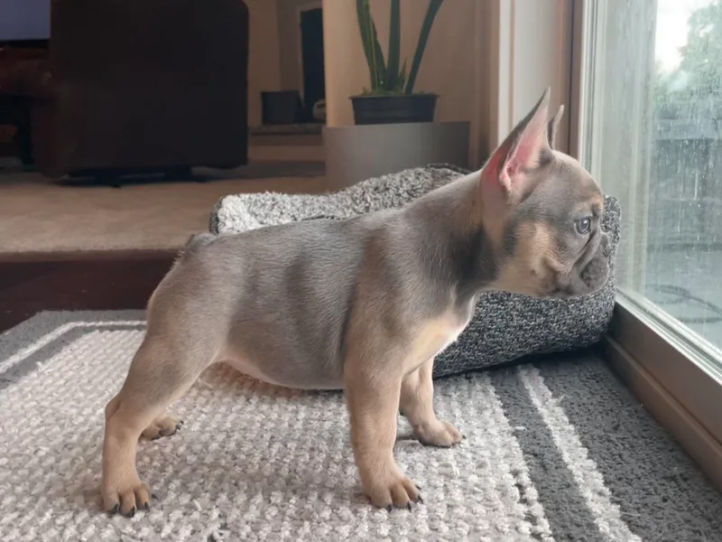 Blue Lotus Frenchies