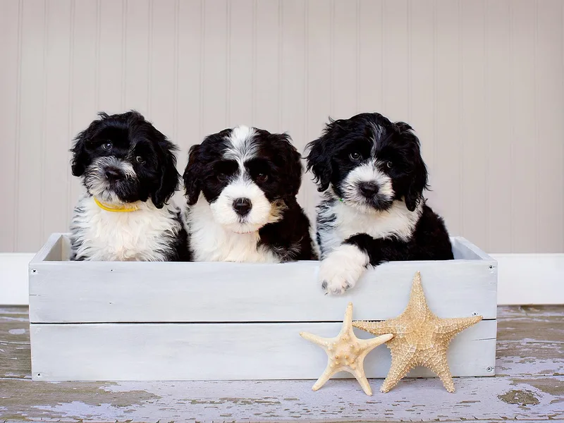 Blue Marina Portuguese Water Dogs