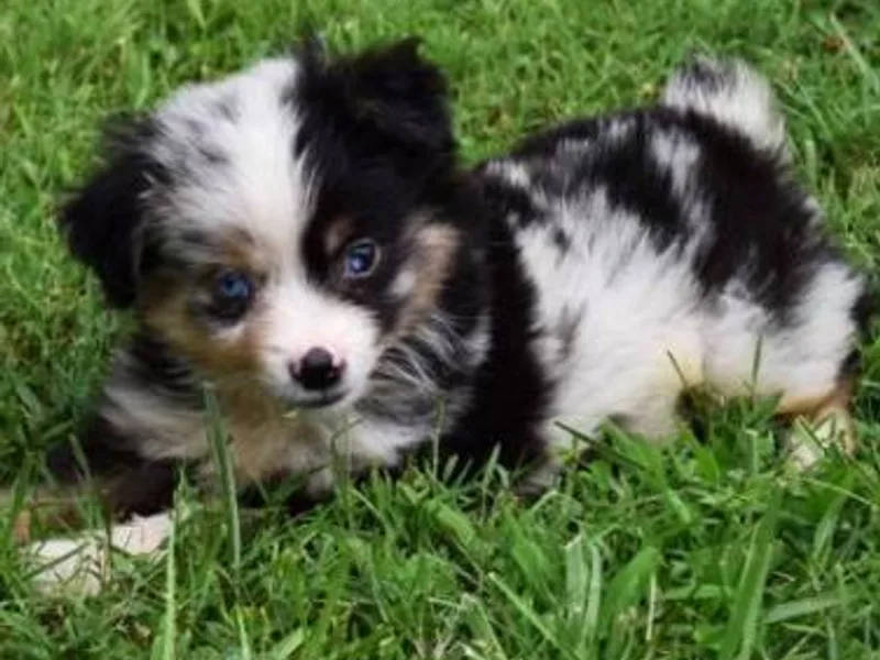 Blue Meadow Aussies