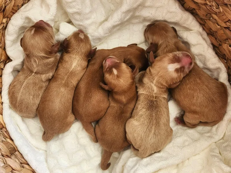 Blue Meadow Puppies