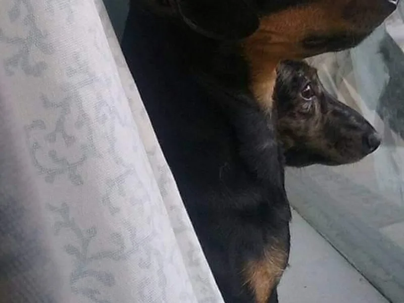 Blue Mist Dachshunds