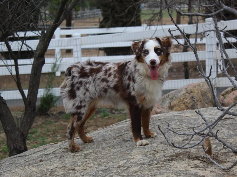Blue Moon Aussies