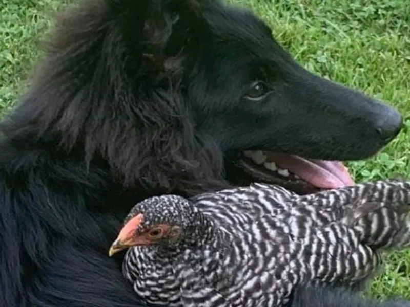 Blue Moon Belgian Sheepdogs photo 1