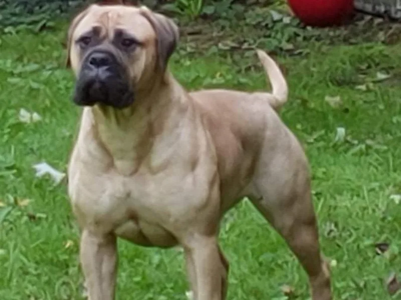 Blue Moon Bullmastiffs