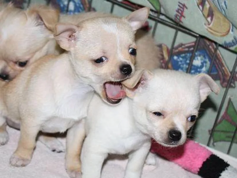 Blue Moon Chihuahuas