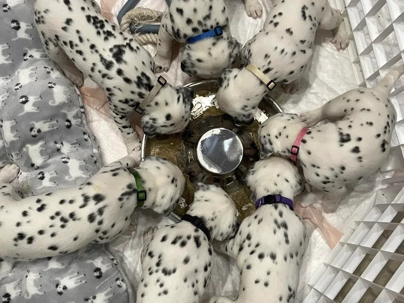 Blue Moon Dalmatians