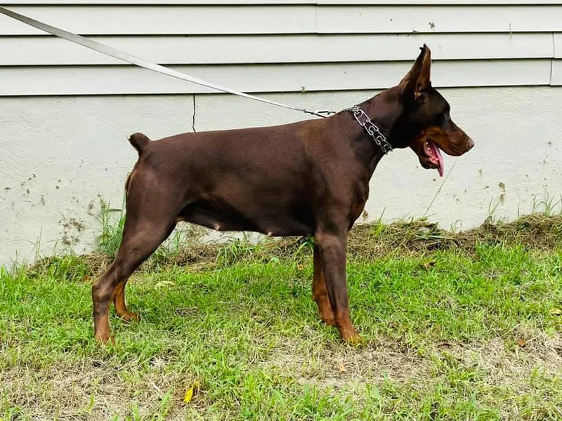 Blue Moon Dobermans
