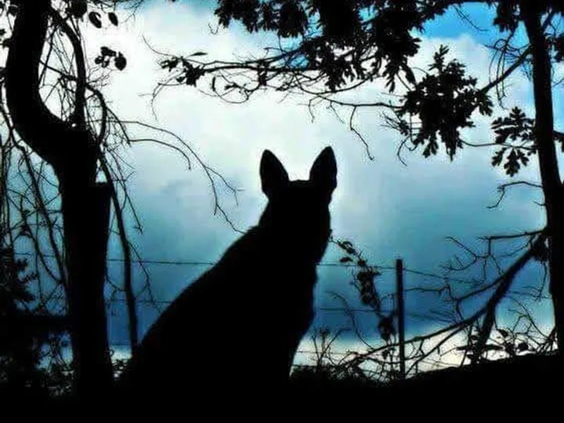 Blue Moon German Shepherds